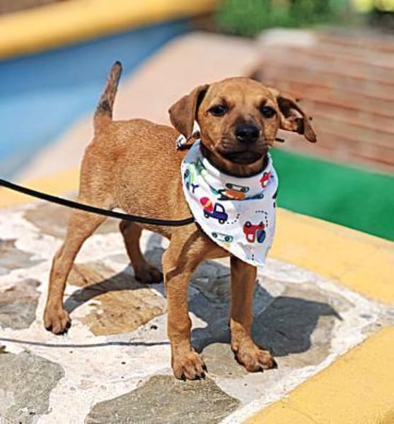 Neugierige & freundliche Frida sucht