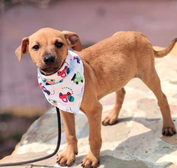 Neugierige & freundliche Frida sucht