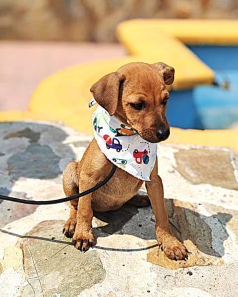 Neugierige & freundliche Frida sucht