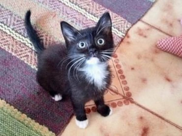 Kleine Mirta sucht tolles Zuhause