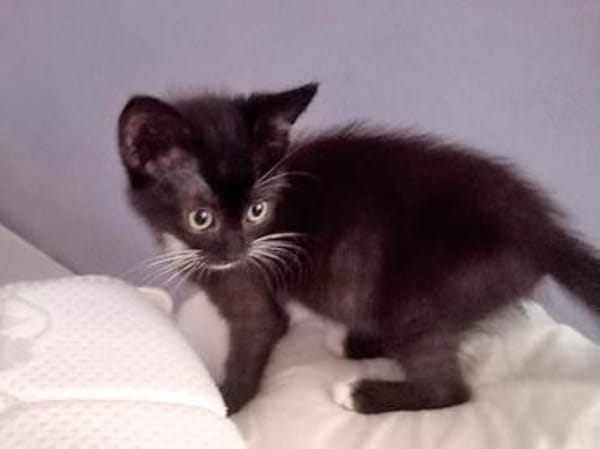 Kleine Mirta sucht tolles Zuhause