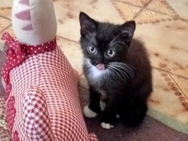Kleine Mirta sucht tolles Zuhause