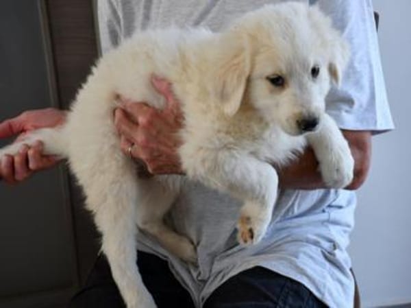 Möchten Sie Cucco adoptieren?