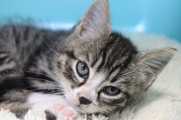 Atti