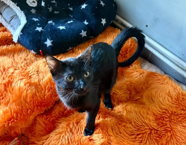 Batman (réservé)