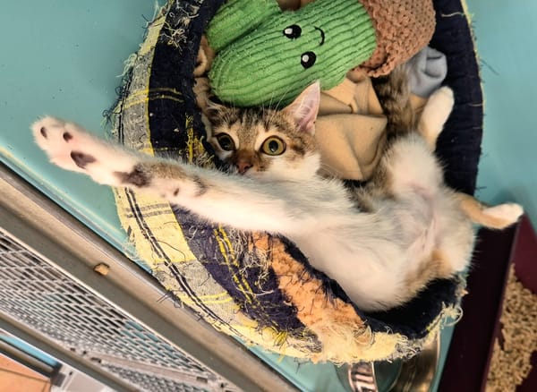 CAT APULTE
