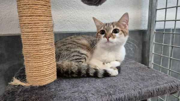CAT APULTE