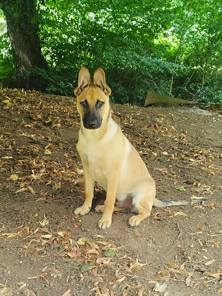 AÏKO