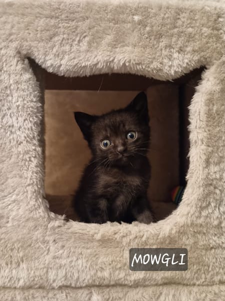 Mowgli