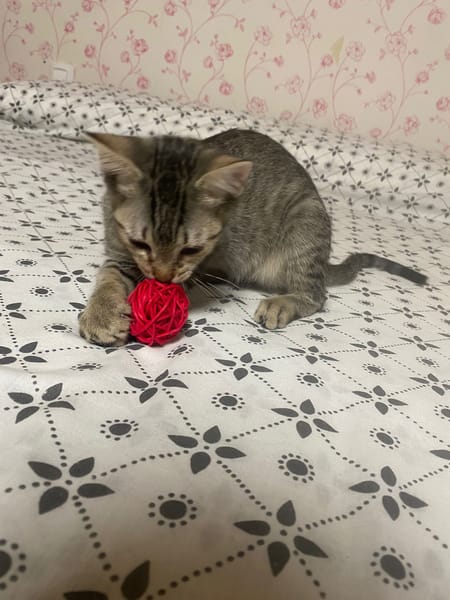 Maya
