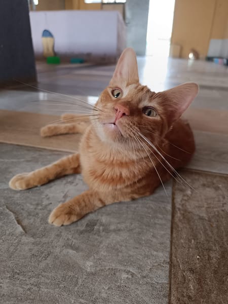 Dali