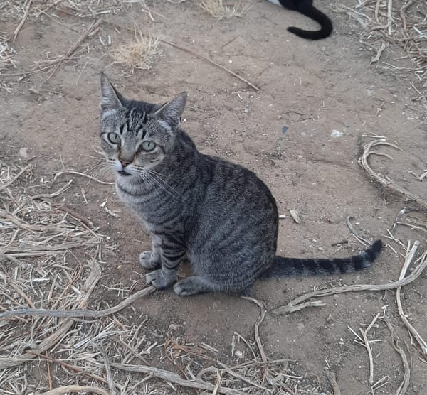 Tigre