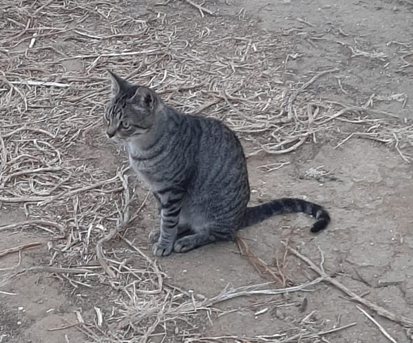 Tigre