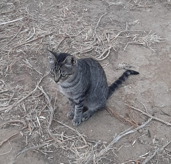 Tigre
