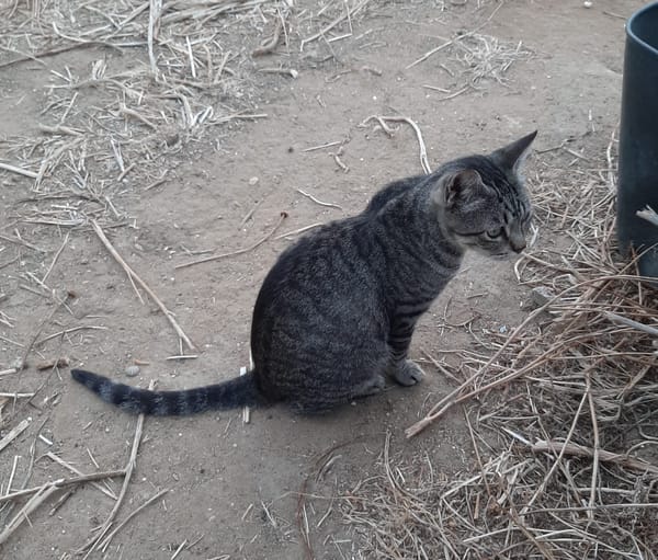 Tigre