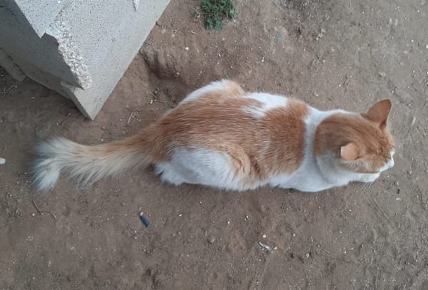 Barak
