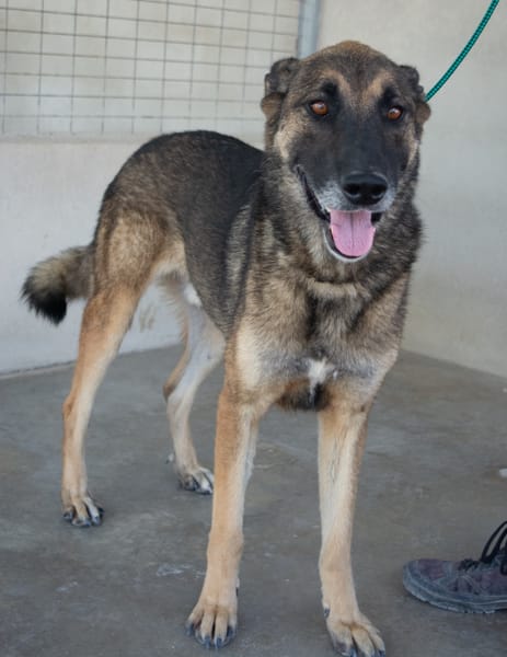 Kovu