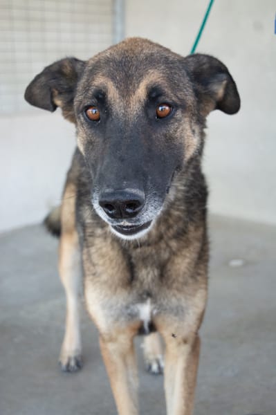 Kovu