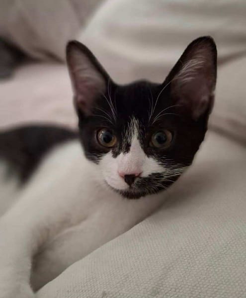 Gina