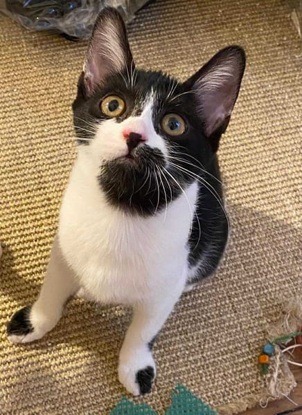 Gina
