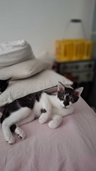 Zorro
