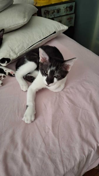 Zorro