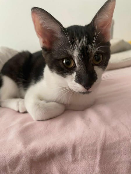 Zorro