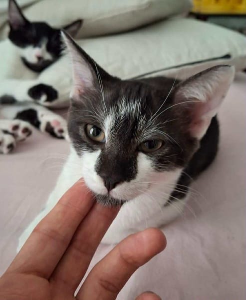 Zorro