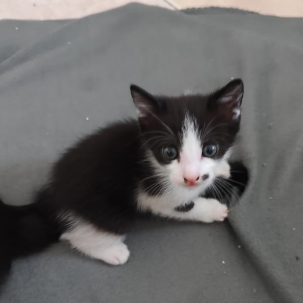 °OREO°