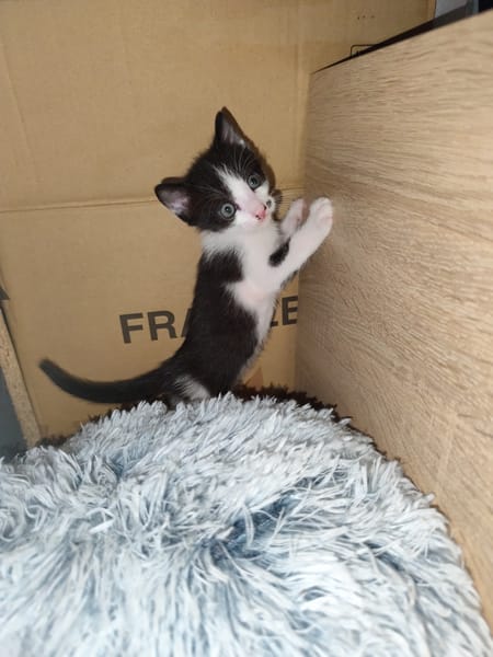 °OREO°