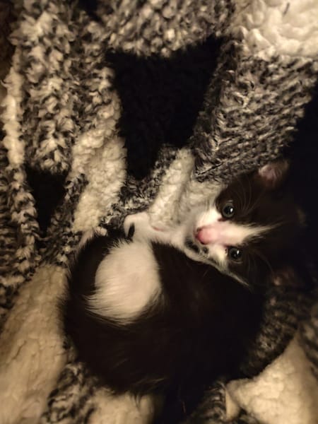 °OREO°