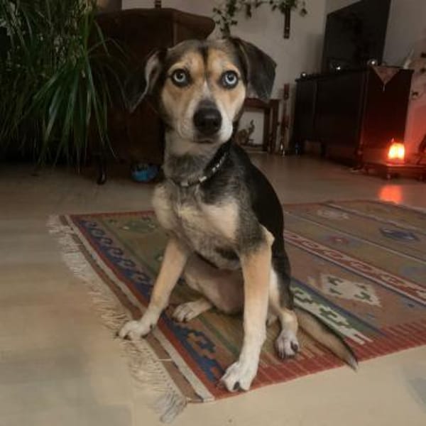 Zuckermaus RONJA sucht ihr Zuhause ❤