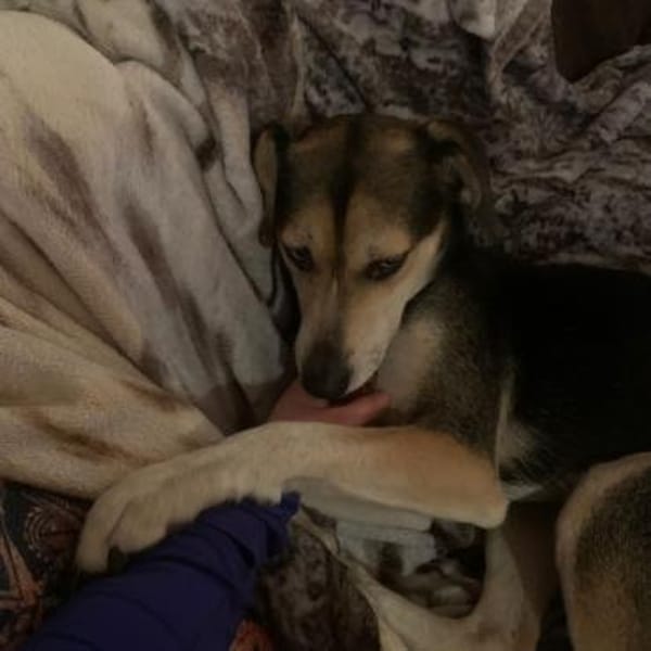 Zuckermaus RONJA sucht ihr Zuhause ❤