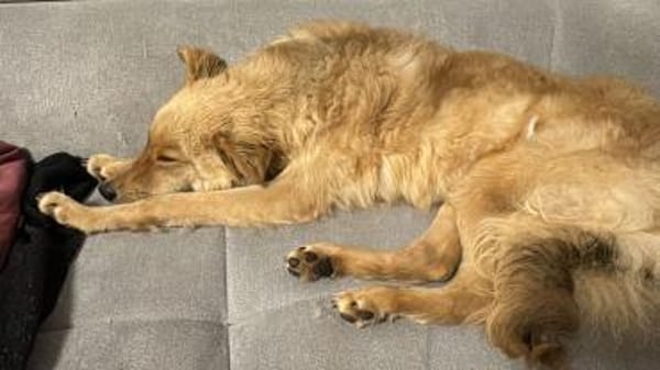 🆘DRINGEND PS oder Endtselle gesucht🆘