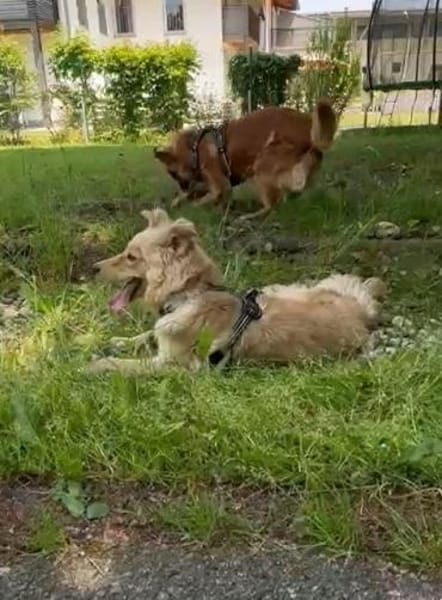 🆘DRINGEND PS oder Endtselle gesucht🆘