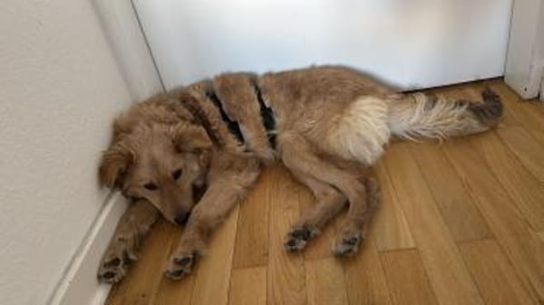 🆘DRINGEND PS oder Endtselle gesucht🆘