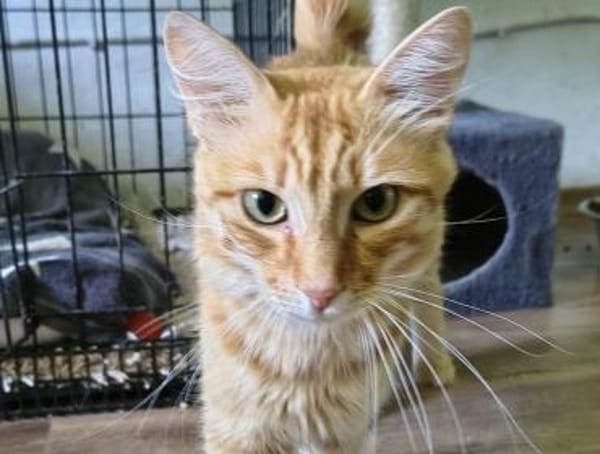 COOPER - kleiner Traumkater in orange!