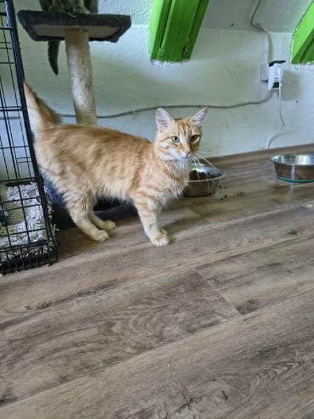COOPER - kleiner Traumkater in orange!