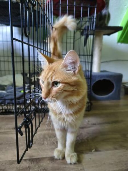 COOPER - kleiner Traumkater in orange!