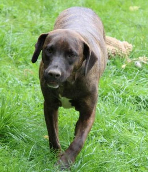 Angelina Pflegestelle in Hessen