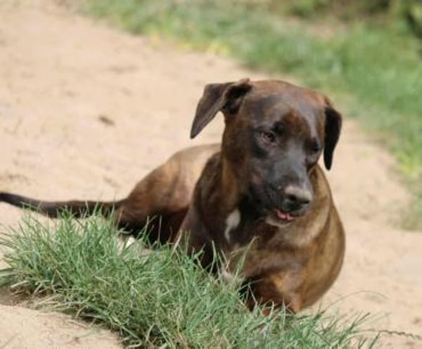 Angelina Pflegestelle in Hessen