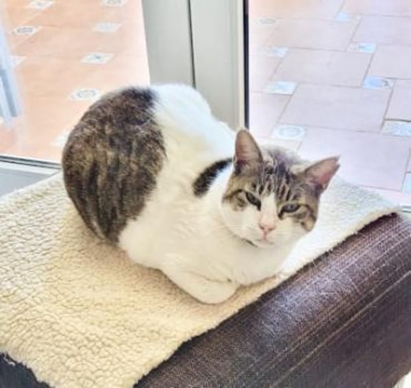 Menschenbezogene Katze Chloe