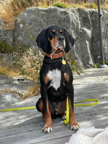 Jack sucht ein Zuhause