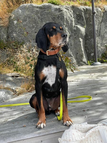 Jack sucht ein Zuhause