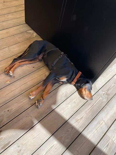 Jack sucht ein Zuhause