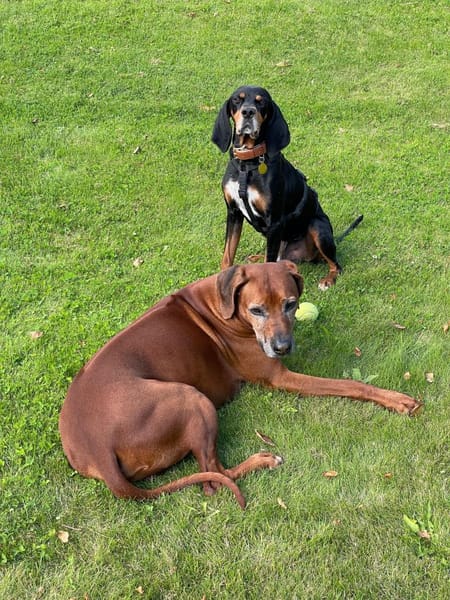 Jack sucht ein Zuhause