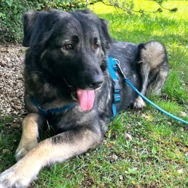 MILLA - sanfte&verschmuste Hundedame