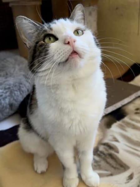 Nala