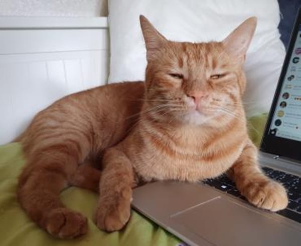 Kater Mikosch sucht schon lange