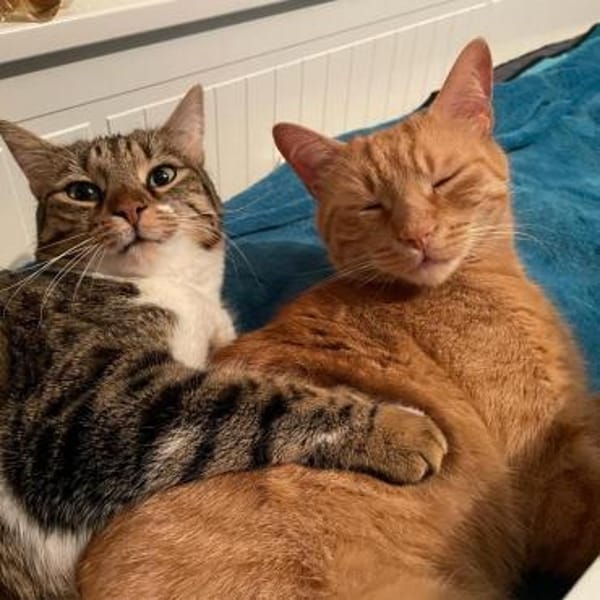 Kater Mikosch sucht schon lange
